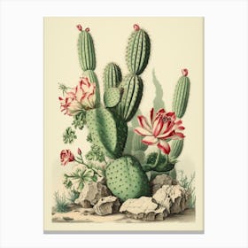 Vintage Cactus Illustration Bishops Cap Cactus Canvas Print
