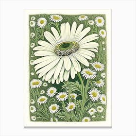 Oxeye Daisy 1 Floral Botanical Vintage Poster Flower Canvas Print
