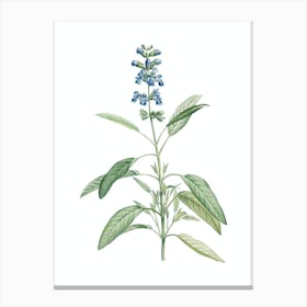 Vintage Sage Plant Botanical Illustration on Pure White n.0863 Canvas Print