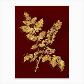 Vintage Golden Rain Tree Botanical in Gold on Red n.0615 Canvas Print