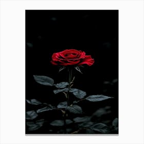 Dark Rose 132 Canvas Print