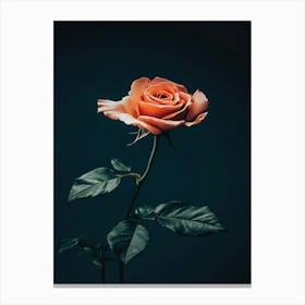 Single Rose On Dark Background 3 Canvas Print