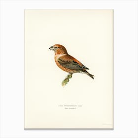 Parrot Crossbill, The Von Wright Brothers Canvas Print