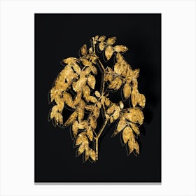 Vintage Jujube Botanical in Gold on Black Canvas Print