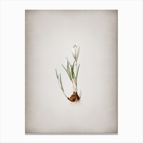 Vintage Spring Crocus Botanical on Parchment n.0160 Canvas Print