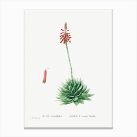 Aloe Brevifolia, Pierre Joseph Redoute Canvas Print