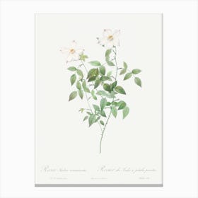 Rosa Indica Acuminata, Pierre Joseph Redoute Canvas Print