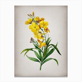 Vintage Cheiranthus Flower Botanical on Parchment n.0700 Canvas Print