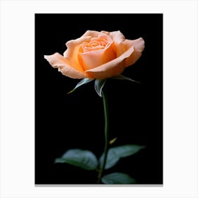 Peach Rose Isolated On Black Background 2 Canvas Print