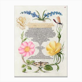 Grape Hyacinth, Wasplike Insect, Eglantine, Austrian Brier, And Magpie Moth From Mira Calligraphiae Monumenta, Joris Hoefnagel Canvas Print