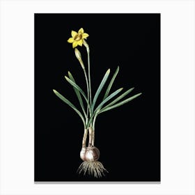 Vintage Narcissus Gouani Botanical Illustration on Solid Black Canvas Print