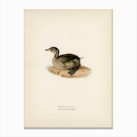 Young Horned Grebe, The Von Wright Brothers Canvas Print