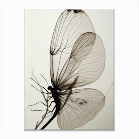 Shadow Of A Butterfly Canvas Print