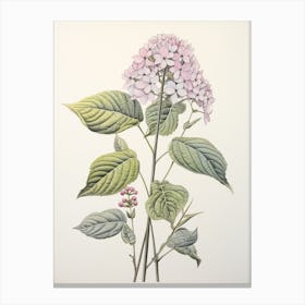 Ajisai Hydrangea Vintage Japanese Botanical Canvas Print