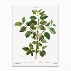 Common Buckthorn, Pierre Joseph Redoute Canvas Print