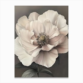 White Peony Canvas Print