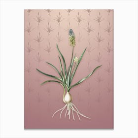 Vintage Muscari Ambrosiacum Botanical on Dusty Pink Pattern n.0508 Canvas Print