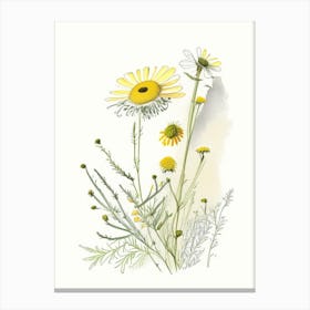 Chamomile Spices And Herbs Pencil Illustration 1 Canvas Print