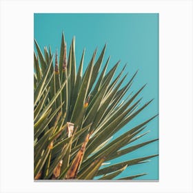 Cactus 2 Canvas Print