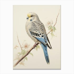 Vintage Bird Drawing Budgerigar 2 Canvas Print