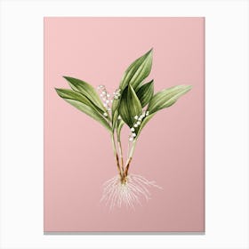 Vintage Lily of the Valley Botanical on Soft Pink n.0713 Canvas Print