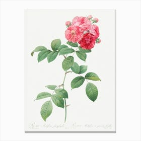 Seven Sisters Roses, Pierre Joseph Redoute Canvas Print
