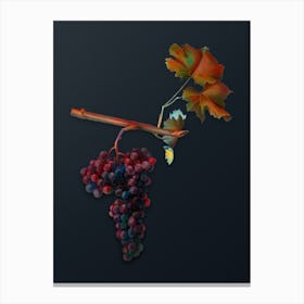 Vintage Dolcetto Grapes Botanical Watercolor Illustration on Dark Teal Blue n.0443 Canvas Print