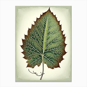 Birch Leaf Vintage Botanical 3 Canvas Print