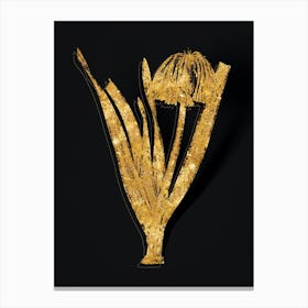Vintage Knysna Lily Botanical in Gold on Black n.0548 Canvas Print