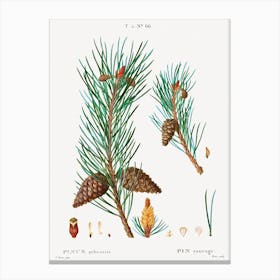 Scots Pine, Pierre Joseph Redoute Canvas Print