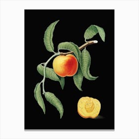 Vintage Peach Botanical Illustration on Solid Black n.0953 Canvas Print