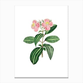 Vintage Starry Osbeckia Flower Botanical Illustration on Pure White n.0790 Canvas Print
