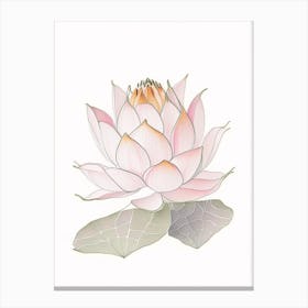 Sacred Lotus Pencil Illustration 2 Canvas Print