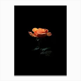 Orange Rose On Black Background Canvas Print