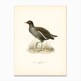 Common Moorhen (Gallinula Chloropus) Canvas Print