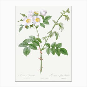 White Flowered Rose, Pierre Joseph Redoute Canvas Print