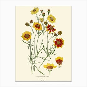 Cosmos 2 Canvas Print