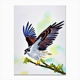 Osprey Watercolour Bird Canvas Print