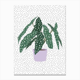 Polka Dot Begonia Houseplant Canvas Print