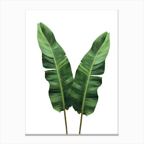 Banana Leaf Canvas Print