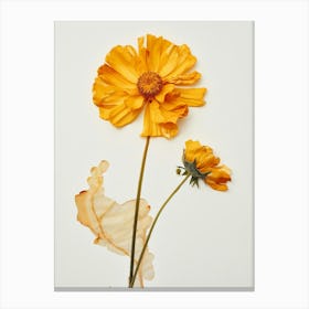 Pressed Flower Botanical Art Marigold 3 Canvas Print