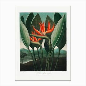 Vintage Botanical Temple Of Flora _2476844 Canvas Print