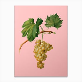 Vintage Grape Vine Botanical on Soft Pink n.0831 Canvas Print