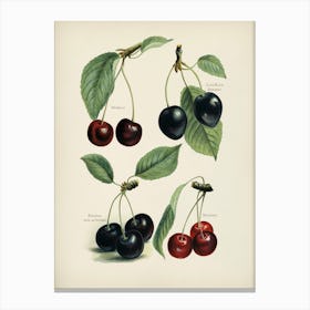 Vintage Illustration Of Cherry, John Wright Canvas Print