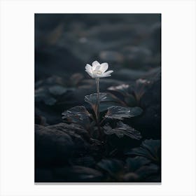 White Flower In The Dark 13 Canvas Print