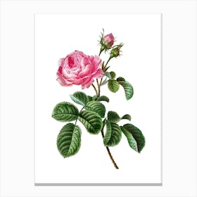 Vintage Provence Rose Botanical Illustration on Pure White n.0383 Canvas Print