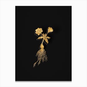 Vintage Cape Tulip b Botanical in Gold on Black Canvas Print