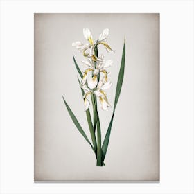 Vintage Yellow Banded Iris Botanical on Parchment n.0223 Canvas Print