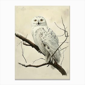 Snowy Owl Vintage Illustration 3 Canvas Print