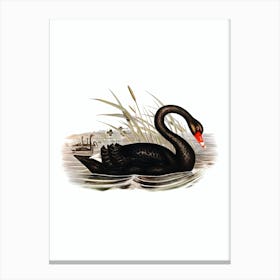 Vintage Black Swan Bird Illustration on Pure White n.0155 Canvas Print